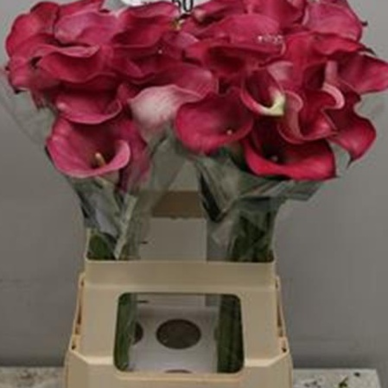 Cale Mov, Pachet (10 buc.)