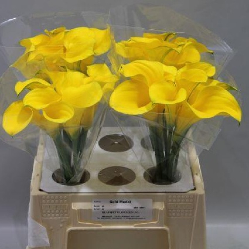 Cale Galbene, Pachet (10 buc.)