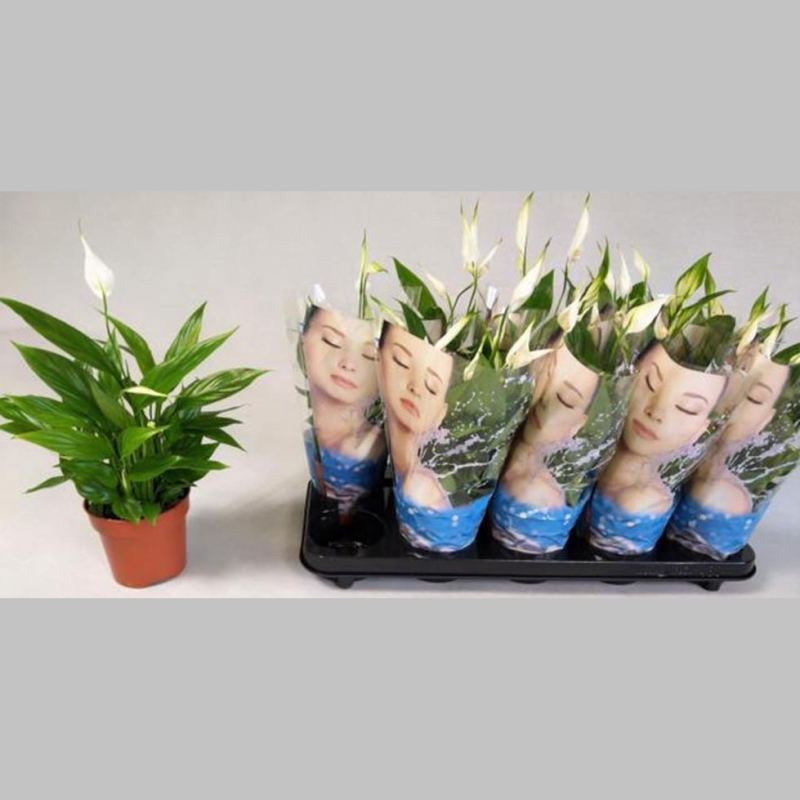 Spathiphyllum, 40 cm