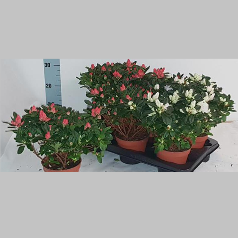 Azalee Mixte, 23 cm