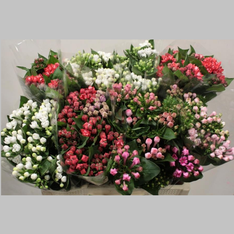 Bouvardia Mixta, Pachet (10 buc.)