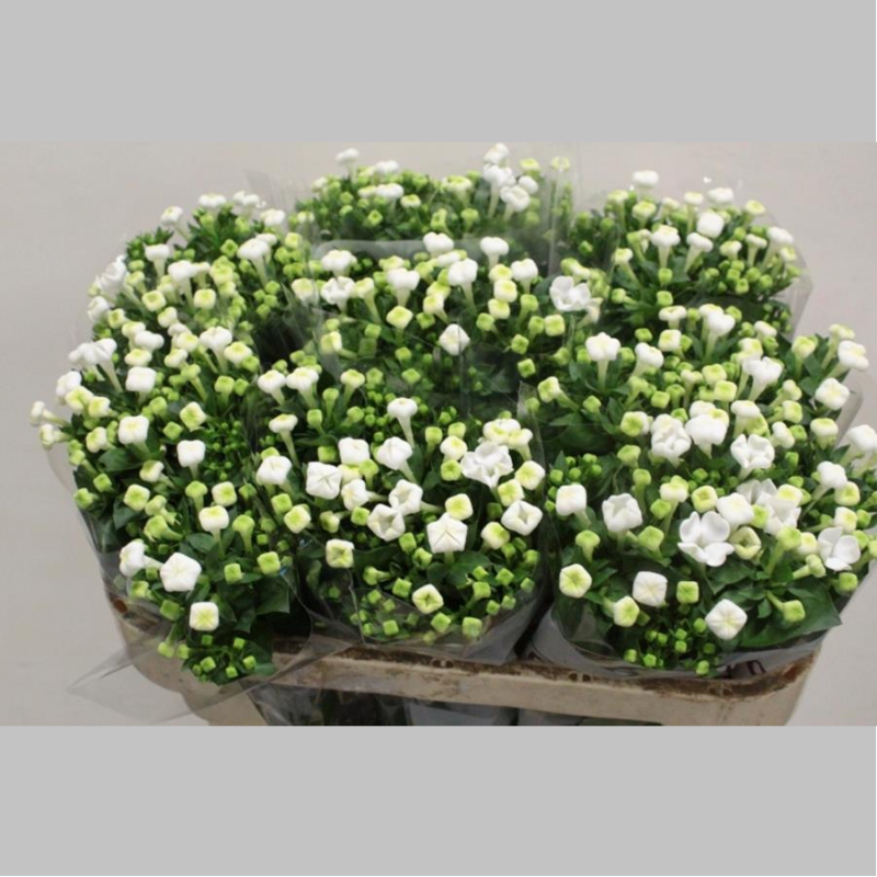 Bouvardia Alba, Pachet (10 buc.)