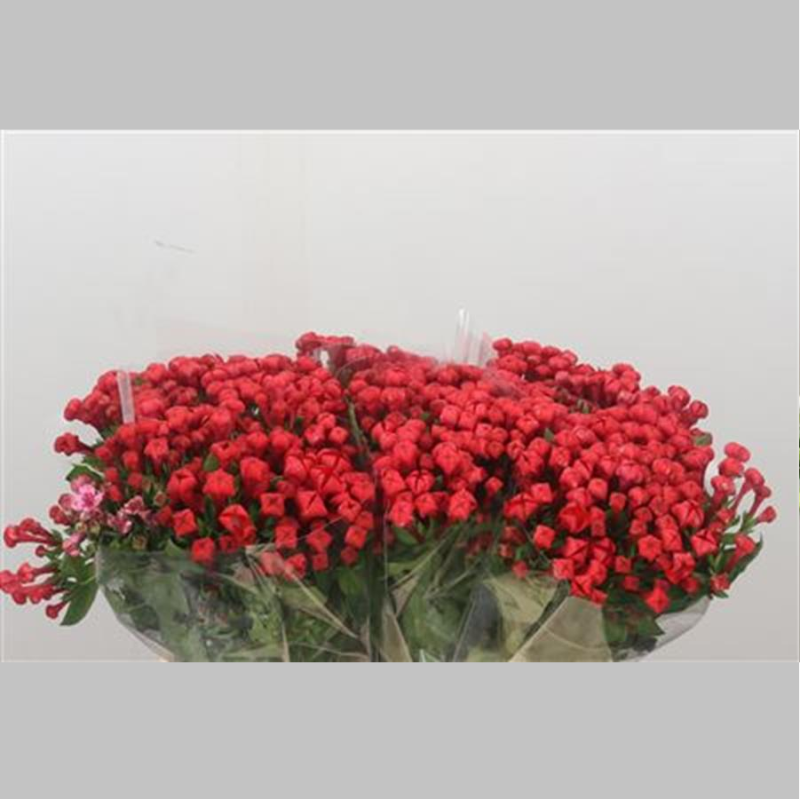 Bouvardia Rosie, Pachet (10 buc.)