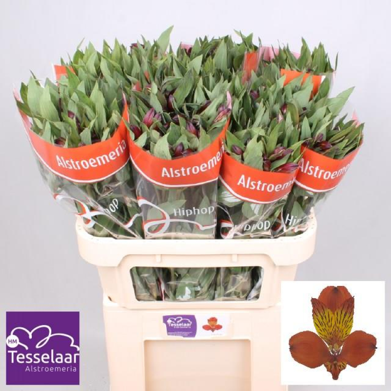 Alstroemeria Portocalie, 60 cm, Pachet (10 buc.)