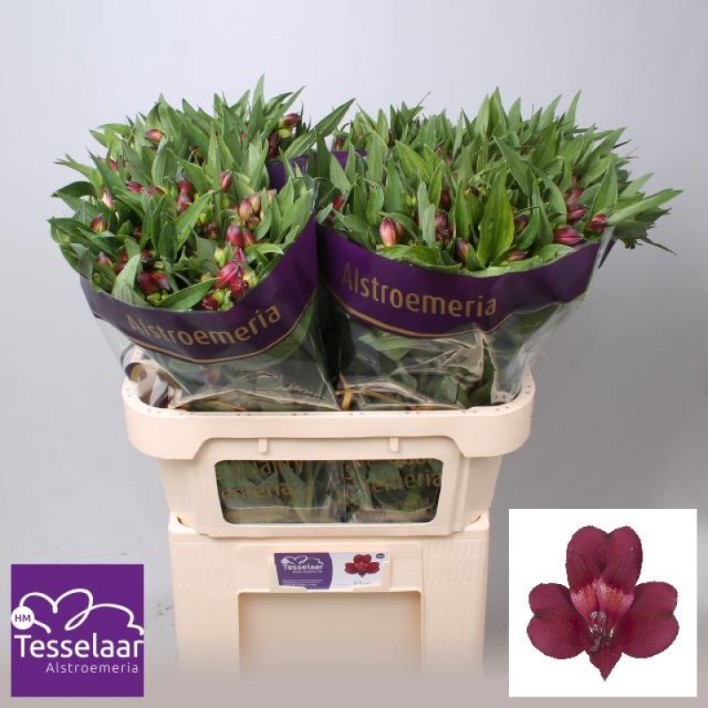 Alstroemeria Mov, 60 cm, Pachet (10 buc.)