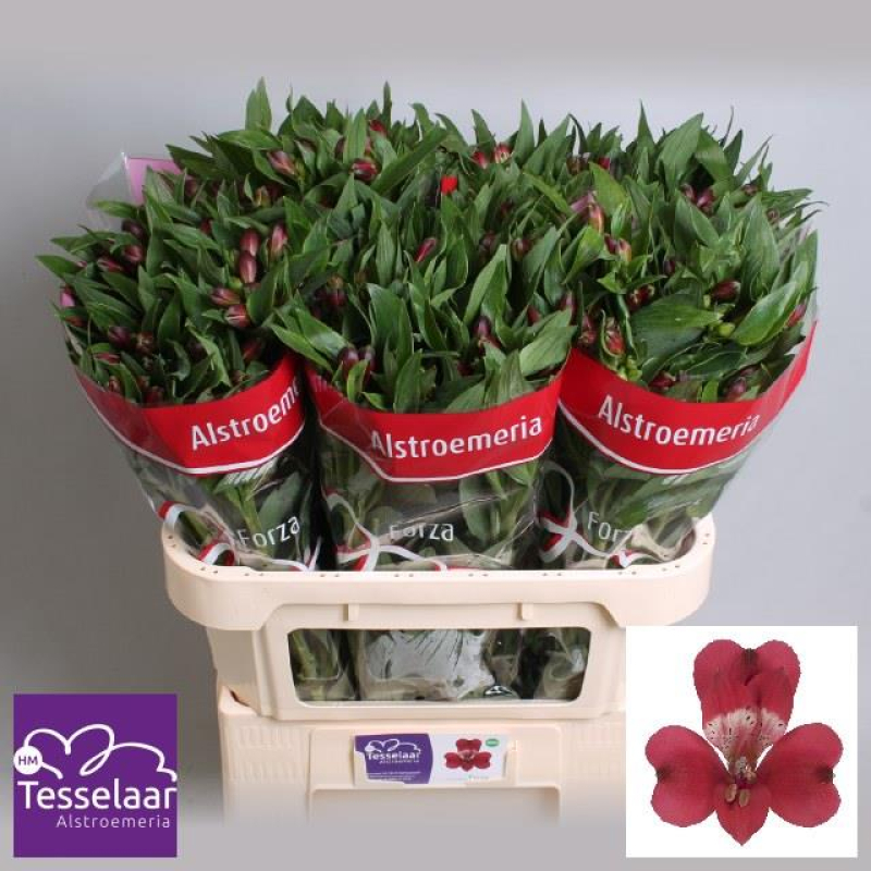 Alstroemeria Rosie, 60 cm, Pachet (10 buc.)