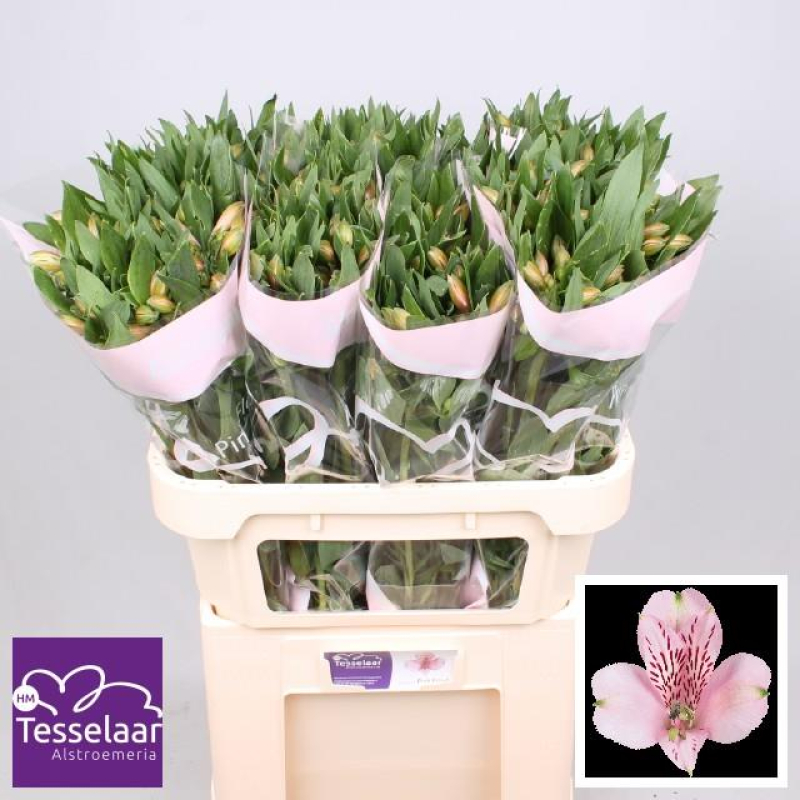Alstroemeria Roz, 60 cm, Pachet (10 buc.)