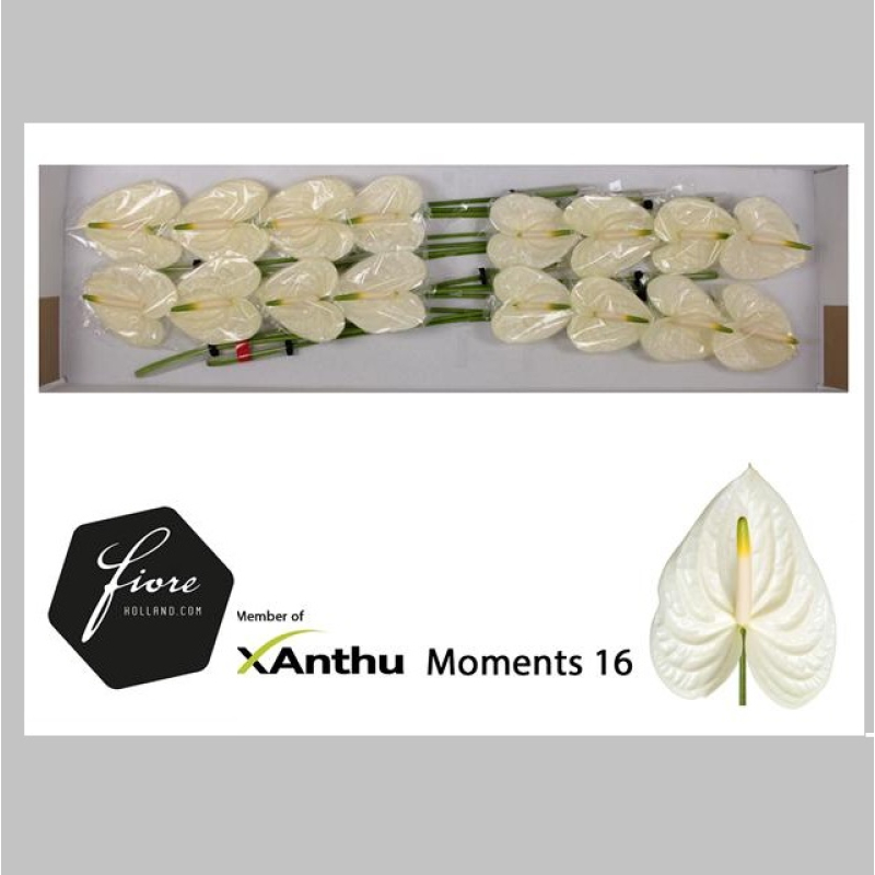 Anthurium Alb, Pachet (10 buc.)