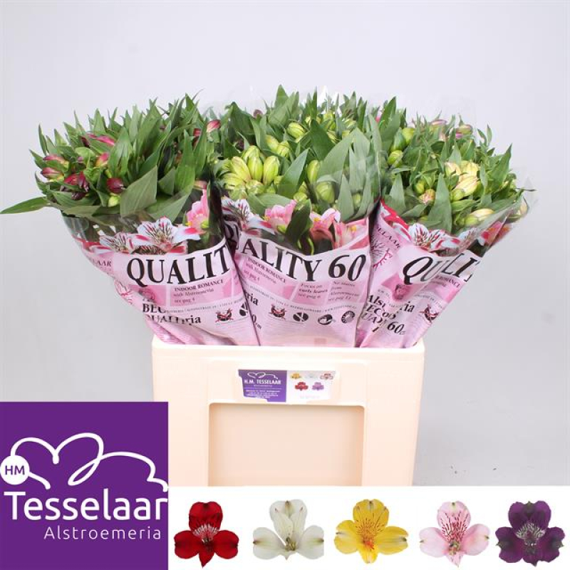 Alstroemeria Mixta, 60 cm, Pachet (10 buc.)