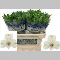 Alstroemeria Alba, 60 cm  