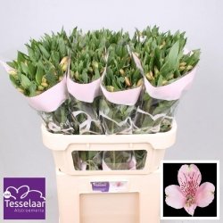 Alstroemeria Roz, 60 cm 