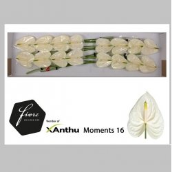 Anthurium Alb, Pachet (10 buc.)