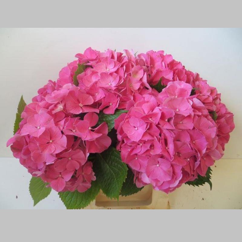 Hortensia Mov, Pachet (10 buc.)
