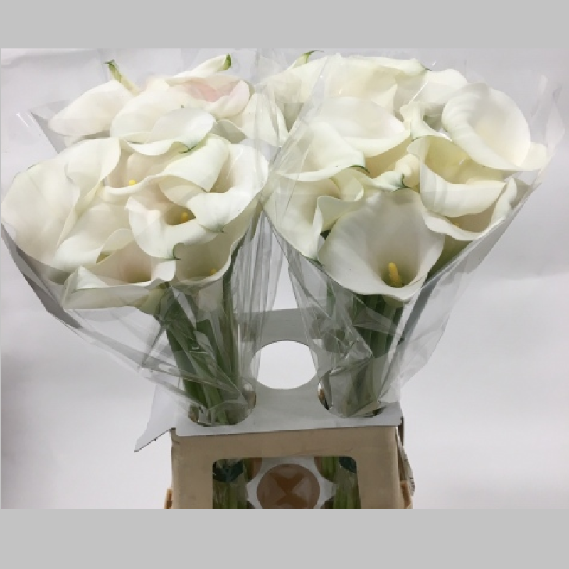 Cale Albe, Pachet (10 buc.)