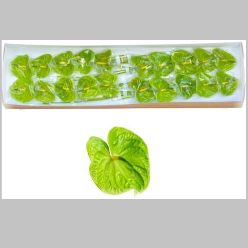 Anthurium Verde, Pachet (10 buc.)