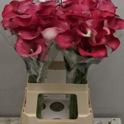 Cale Mov, Pachet (20 buc.)