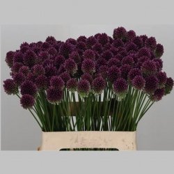 Allium Violet, Pachet (10 buc.)