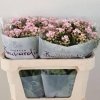 Bouvardia Roz, 60 cm, Pachet (10 buc.) 