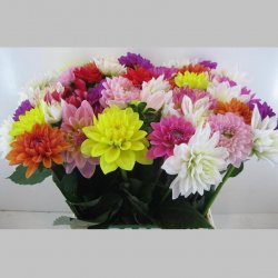 Dahlia Mixta, Pachet (20 buc.)