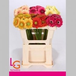 Gerbera Mixta, 50 cm, Pachet (10 buc.)