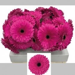 Gerbera Mov, 50 cm, Pachet (10 buc.)