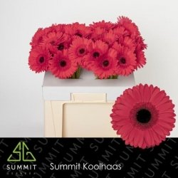 Gerbera Rosie, 50 cm, Pachet (10 buc.)