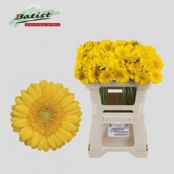 Germini Galbena, 50 cm, Pachet (20 buc.)