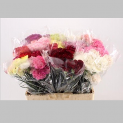 Garoafe, Pachet (20 buc.)