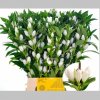 Gentiana Alba, Pachet (10 buc.)