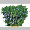 Gentiana Albastra, Pachet (10 buc.)