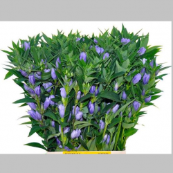 Gentiana Albastra, Pachet (10 buc.)