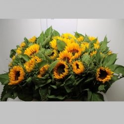 Heliantus, Pachet (10 buc.)