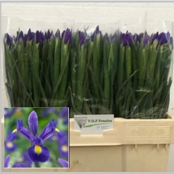 Iris, Pachet (50 buc.)
