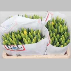 Lalele Galbene, Pachet (50 buc.)