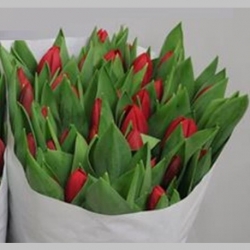 Lalele Rosii, Pachet (50 buc.)