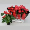 Anthurium foarte mare Rosu, 55 cm 