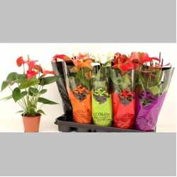 Anthurium mare Mixt, 45 cm 