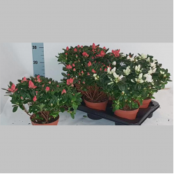 Azalee Mixte (23 cm)