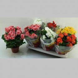 Begonni mare Mixsti, 35 cm 