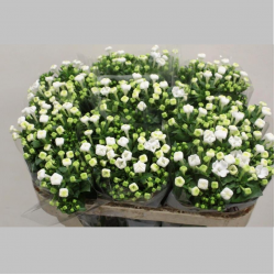 Bouvardia Alba, 60 cm 