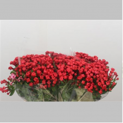 Bouvardia Rosie, 60 cm 