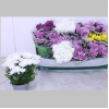 Crizanteme Mixte optiune 2, 25 cm