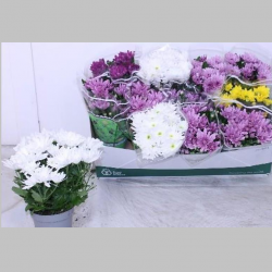 Crizanteme mixte optiune 2, 25 cm