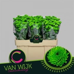 Crizanteme Verzi, 50/60 cm 