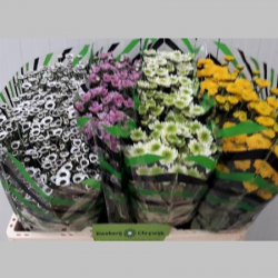 Crizanteme Mixte, 50/60 cm 