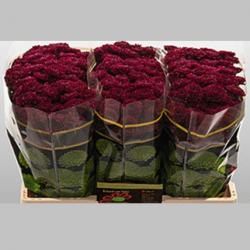 Crizanteme Rosii, 50/60 cm 