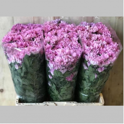 Crizanteme Roz, 50/60 cm  