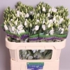 Eustoma Alba, 72 cm, Pachet (10 buc.) 