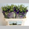 Eustoma Violet, 72 cm, Pachet (10 buc.)  