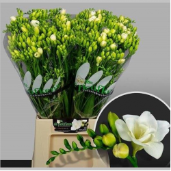 Frezii Albe, 50 cm, Pachet (50 buc.) 